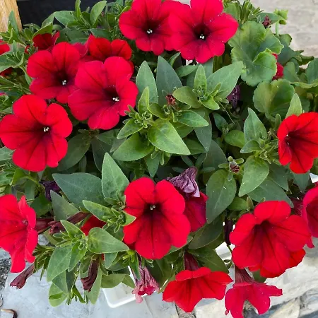 アパート Sonnwies