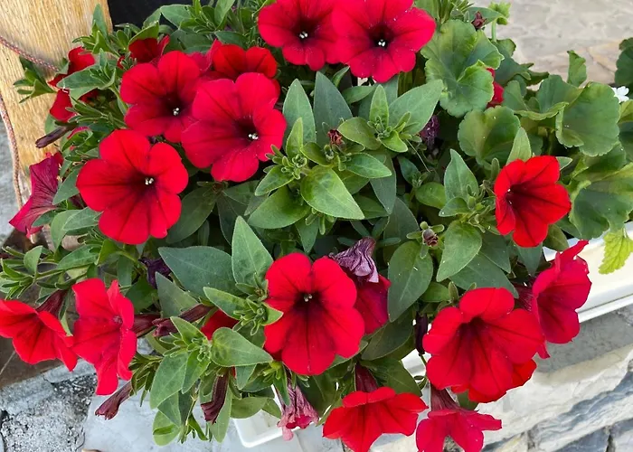 Appartement Sonnwies